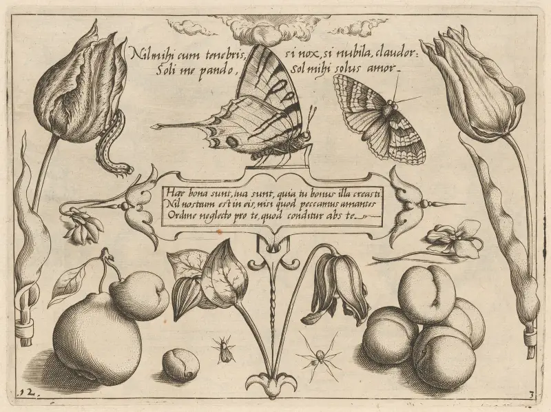Archetypa studiaque patris Georgii Hoefnagelii Pl.29 av Joris Hoefnagel
