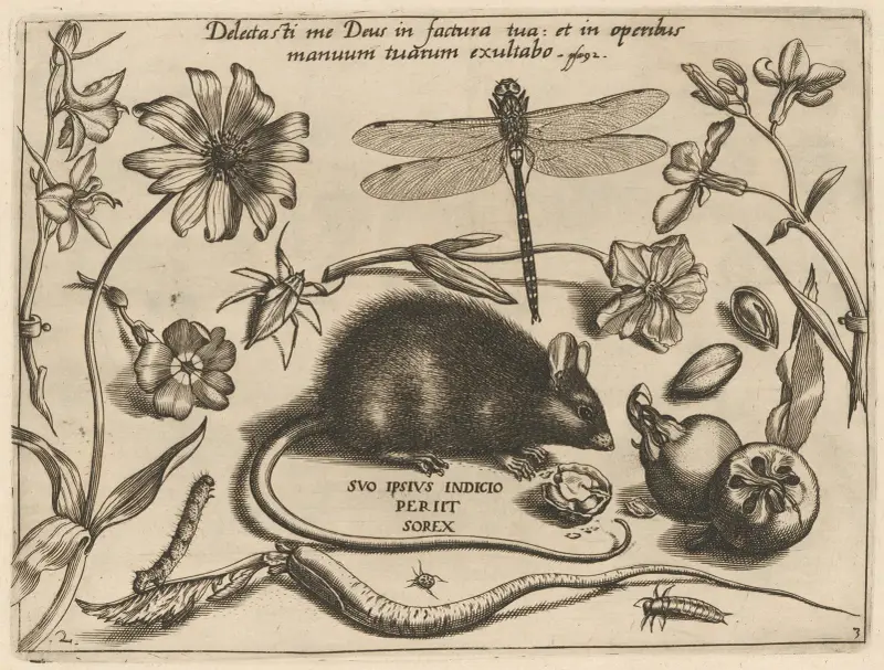 Archetypa studiaque patris Georgii Hoefnagelii Pl. 30 von Joris Hoefnagel
