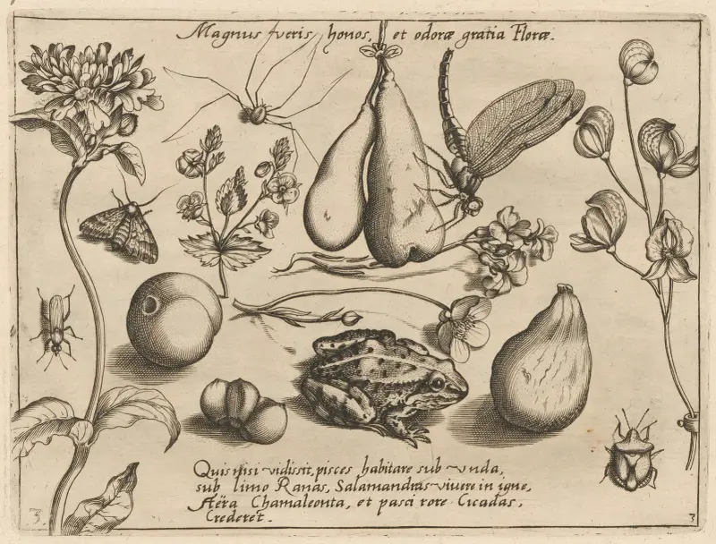 Archetypa studiaque patris Georgii Hoefnagelii Pl.31 av Joris Hoefnagel
