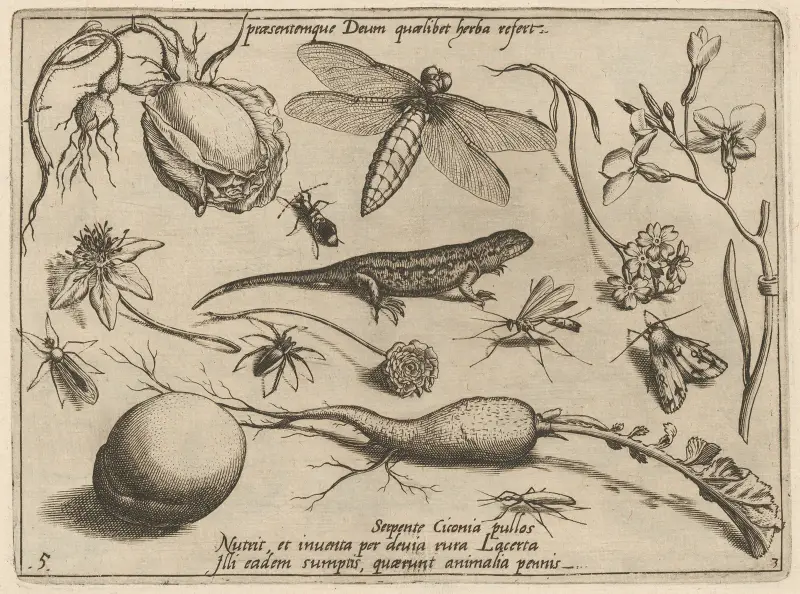 Archetypa studiaque patris Georgii Hoefnagelii Pl.33 av Joris Hoefnagel