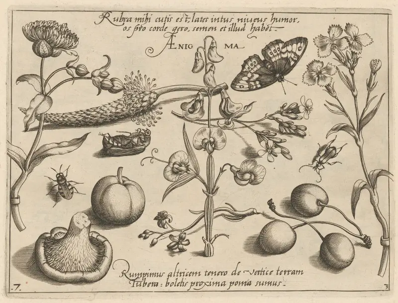 Archetypa studiaque patris Georgii Hoefnagelii Pl.35 av Joris Hoefnagel