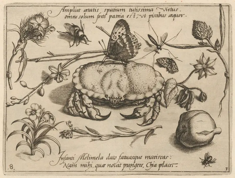 Archetypa studiaque patris Georgii Hoefnagelii Pl.36 av Joris Hoefnagel