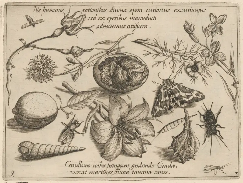 Archetypa studiaque patris Georgii Hoefnagelii Pl.37 av Joris Hoefnagel
