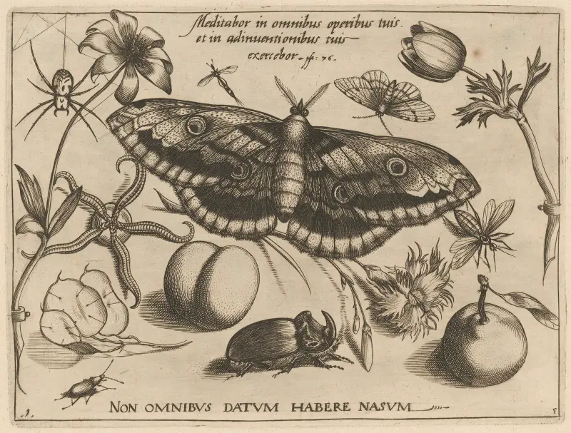 Archetypa studiaque patris Georgii Hoefnagelii Pl.38 av Joris Hoefnagel
