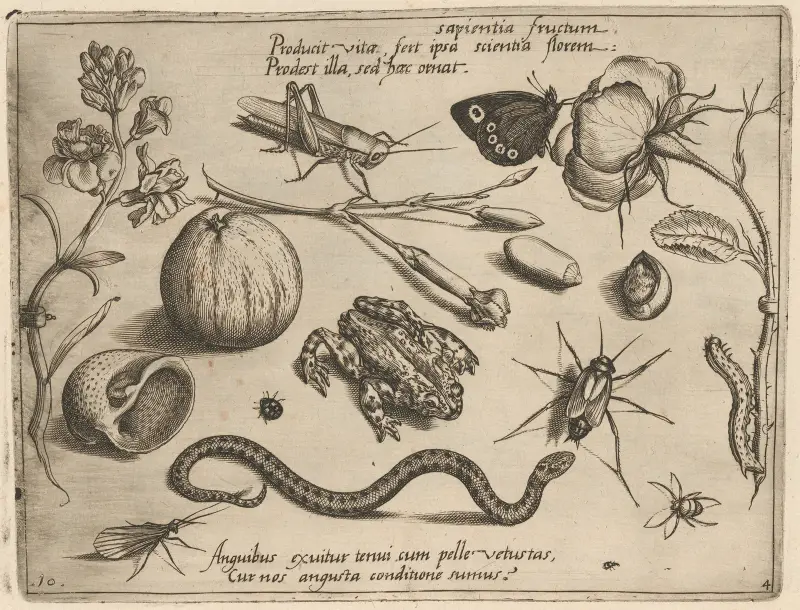 Archetypa studiaque patris Georgii Hoefnagelii Pl.40 av Joris Hoefnagel