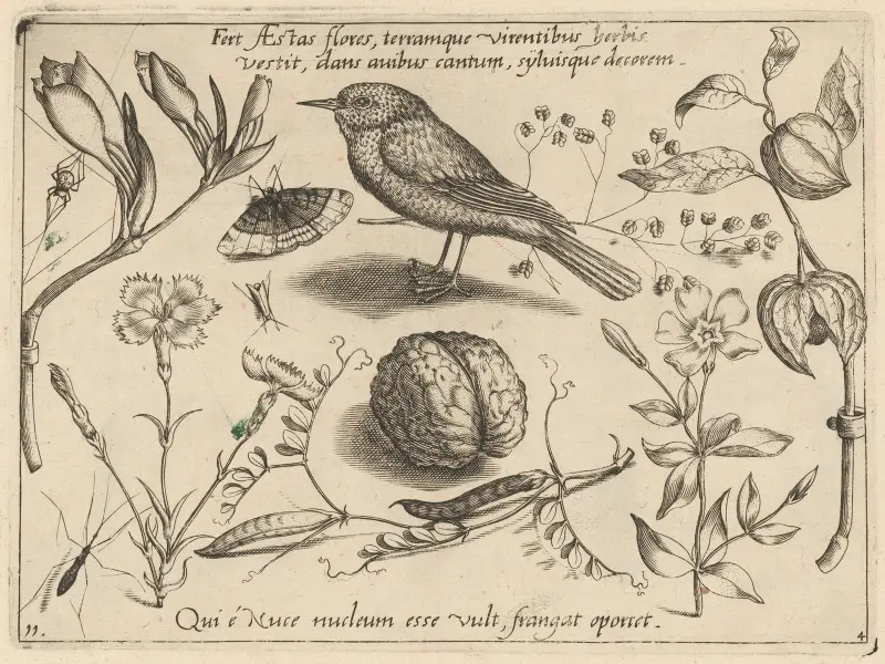 Archetypa studiaque patris Georgii Hoefnagelii Pl.41 av Joris Hoefnagel