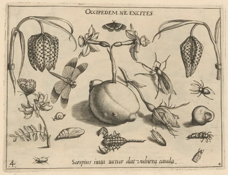 Archetypa studiaque patris Georgii Hoefnagelii Pl.45 av Joris Hoefnagel