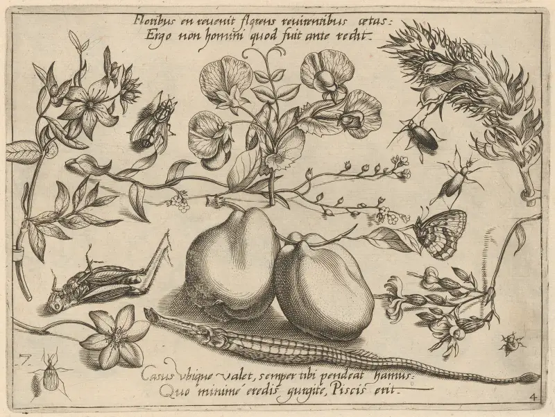 Archetypa studiaque patris Georgii Hoefnagelii Pl.48 av Joris Hoefnagel
