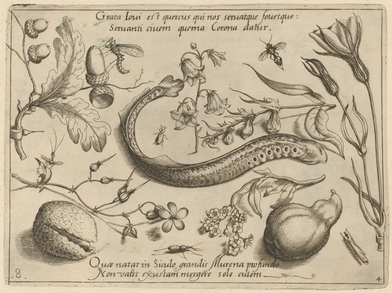 Archetypa studiaque patris Georgii Hoefnagelii Pl.49 av Joris Hoefnagel