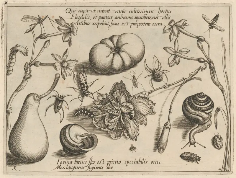 Archetypa studiaque patris Georgii Hoefnagelii Pl.50 av Joris Hoefnagel