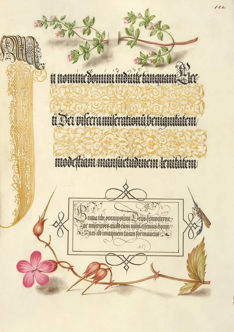 Basil Thyme, Insect, and Herb Robert av Joris Hoefnagel