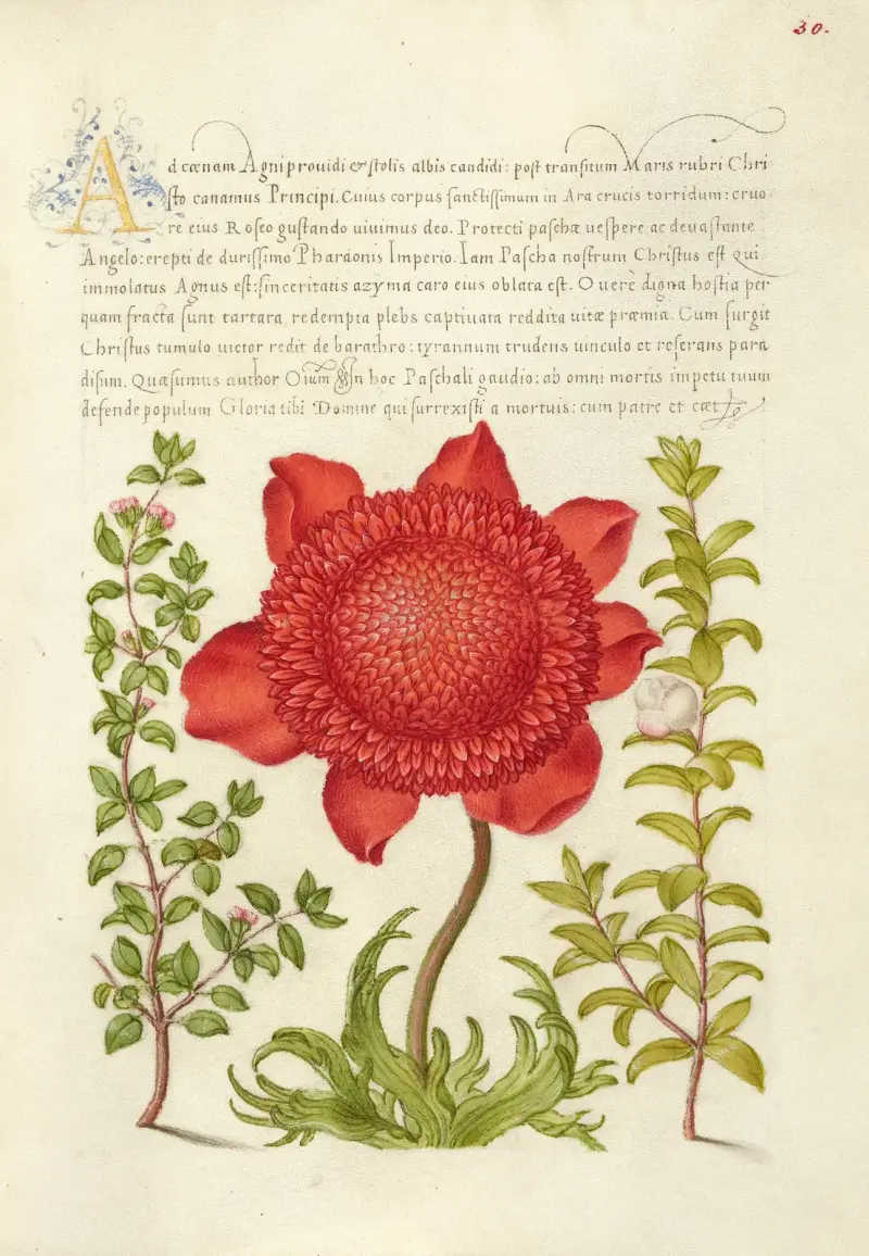Basil Thyme, Poppy Anemone, and Myrtle av Joris Hoefnagel