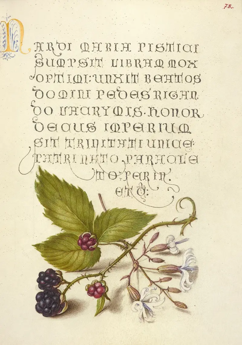 Blackberry and Nottingham Catchfly av Joris Hoefnagel