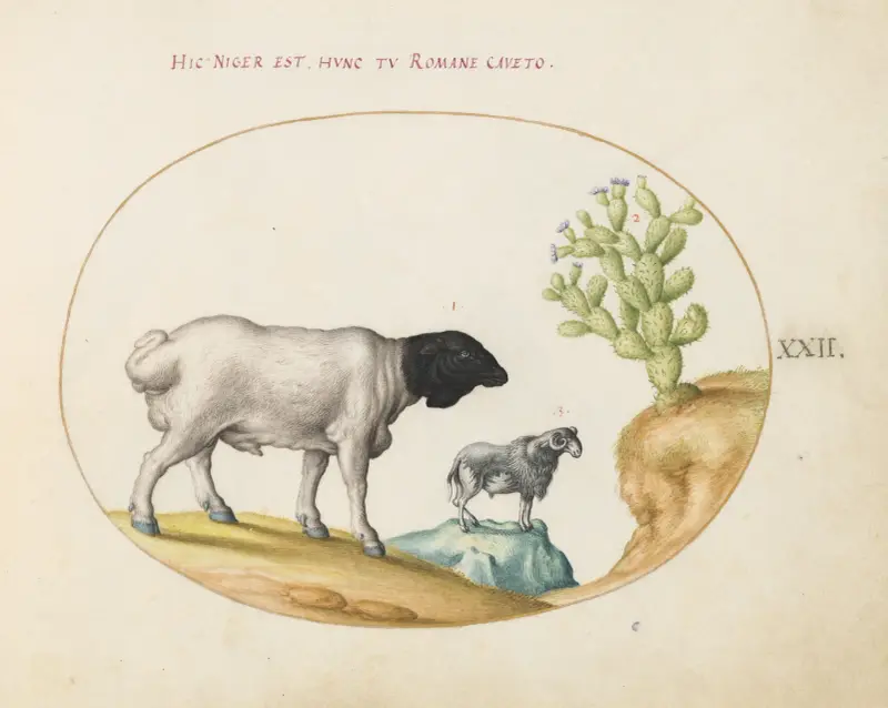Blackhead Persian Sheep and a Sheep with a Long Tail, with a Cactus av Joris Hoefnagel