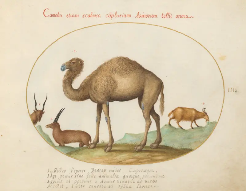 Kamel, stenbock och get av Joris Hoefnagel