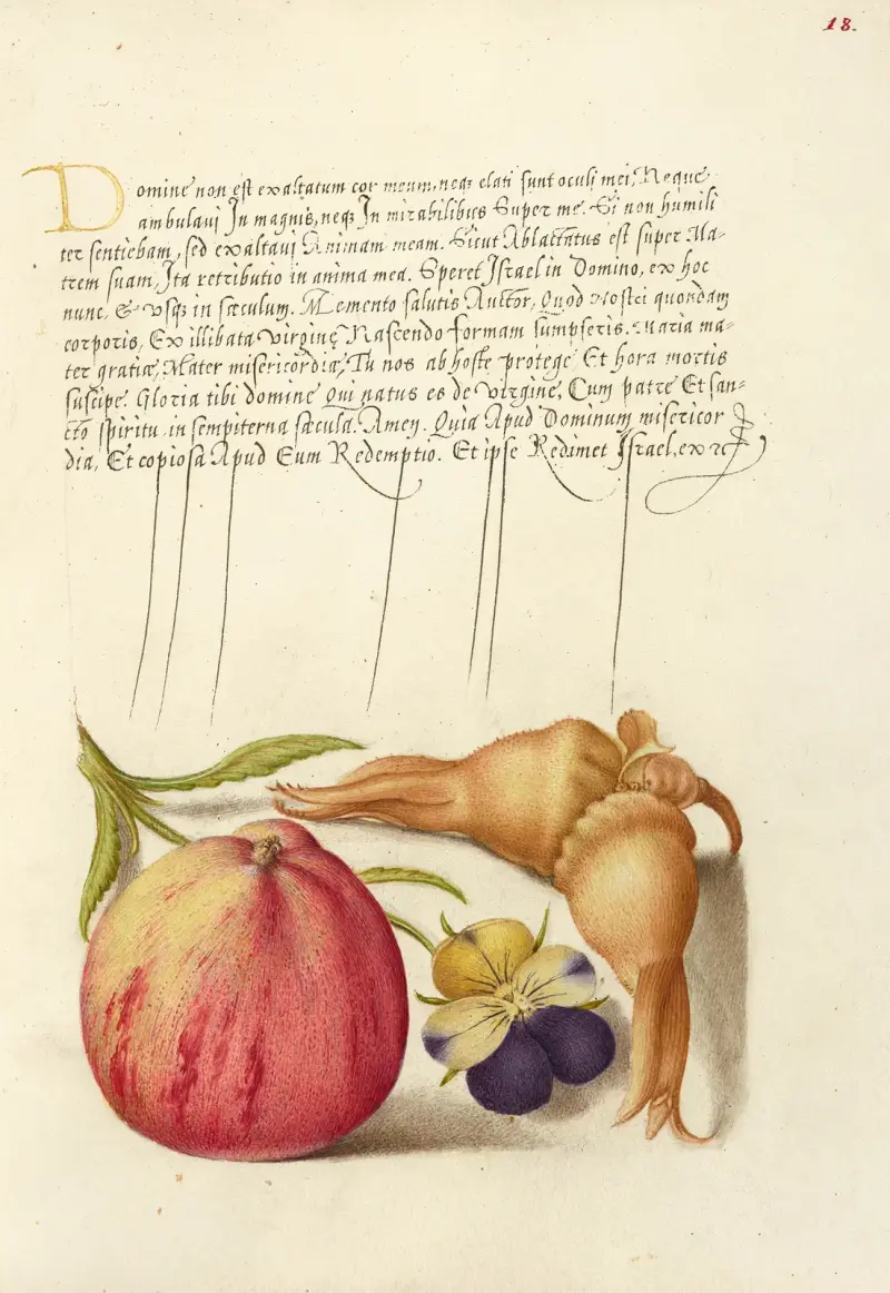 Vanligt äpple, europeisk styvmorsviol och jättehassel av Joris Hoefnagel