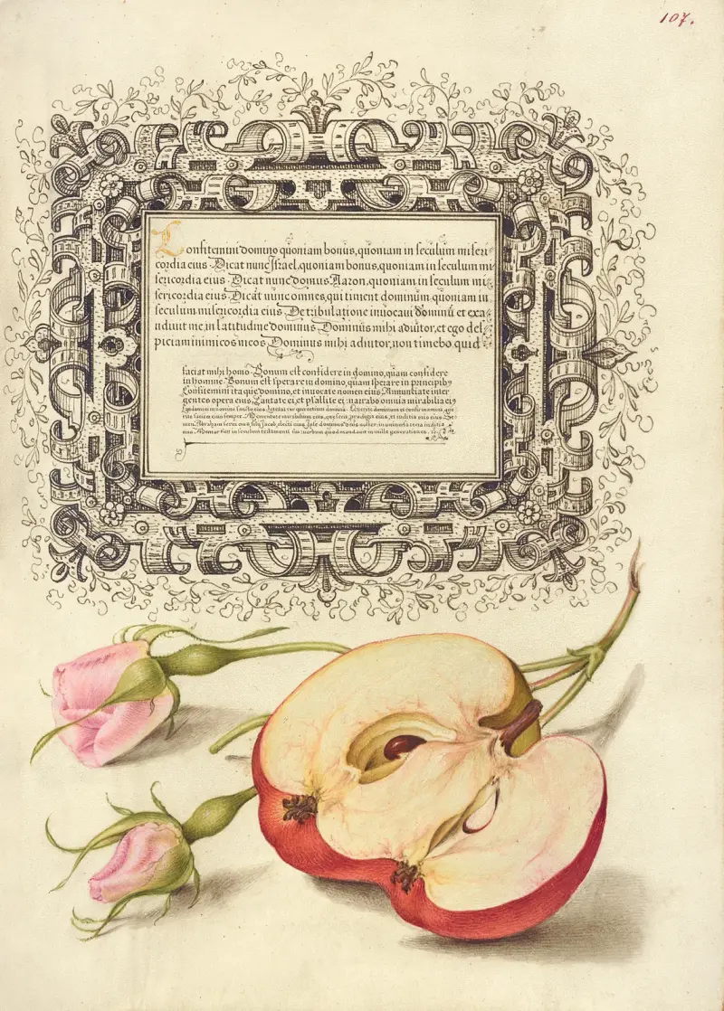 French Rose and Apple av Joris Hoefnagel