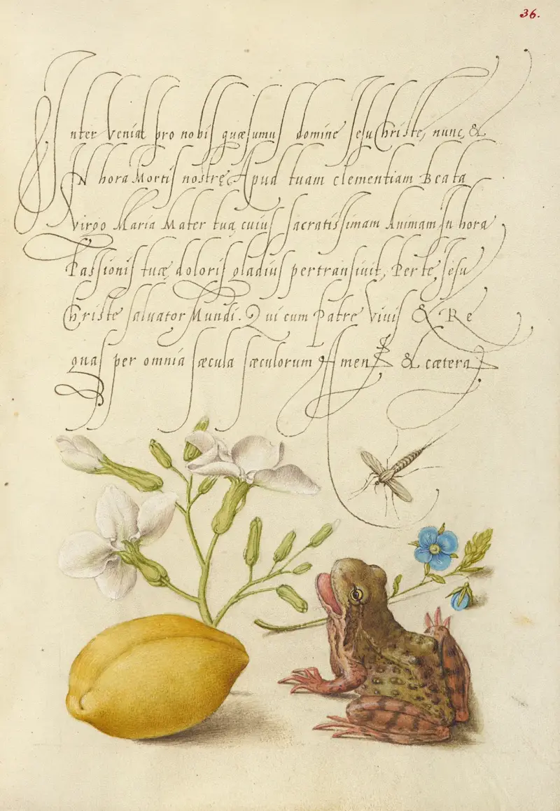 Gillyflower, insekt, germander, mandel och groda av Joris Hoefnagel