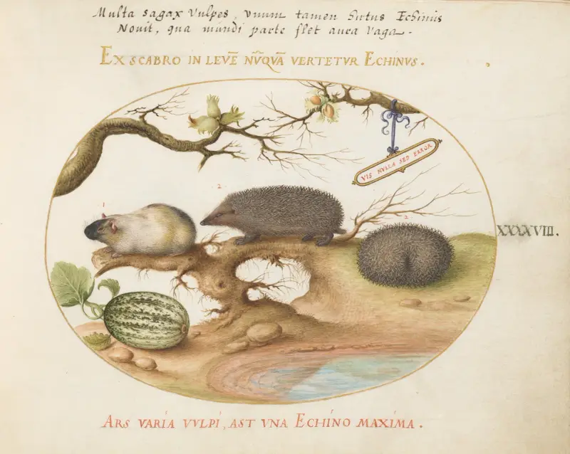 Guinea Pig and Hedgehogs with Melon and Cobnuts av Joris Hoefnagel