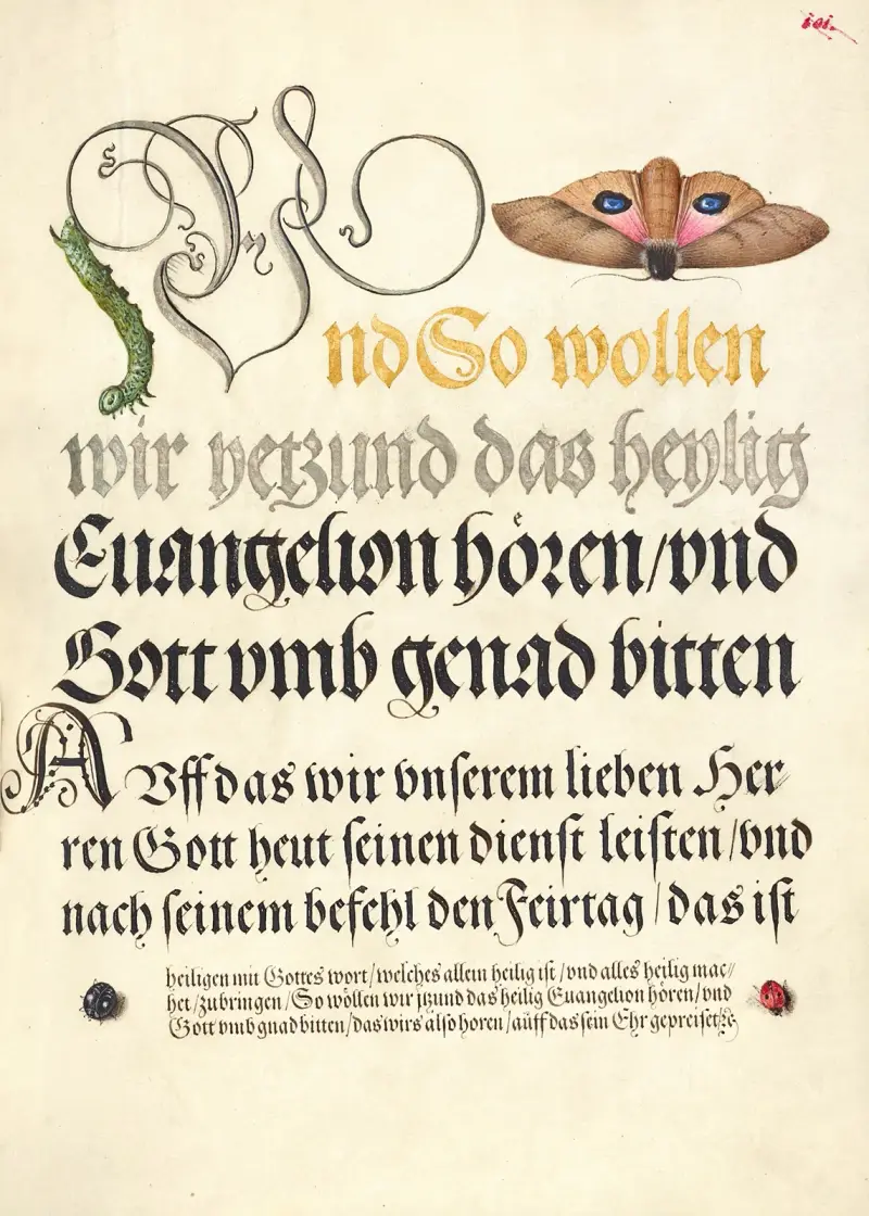 Horntail Caterpillar, Eyed Hawk-Moth, Beetle, Two-Spot Ladybird av Joris Hoefnagel