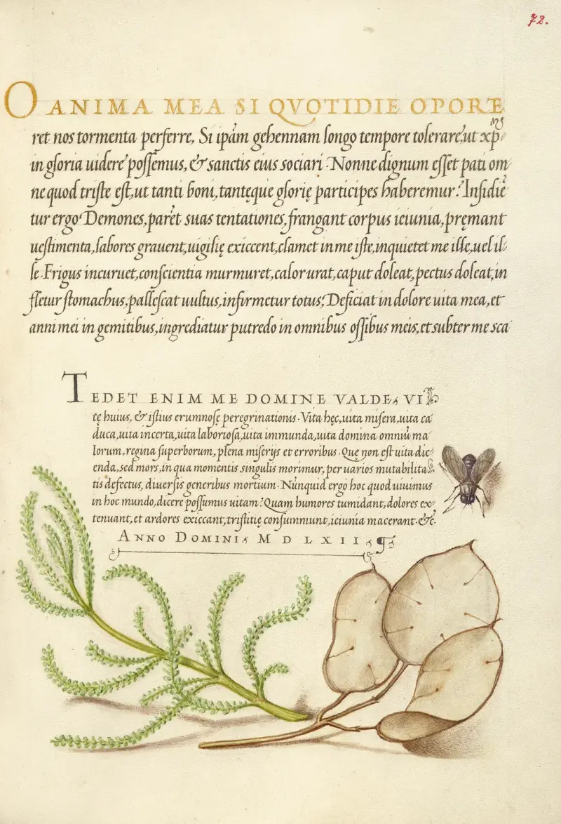 House Fly, Lavender Cotton, and Money Plant av Joris Hoefnagel