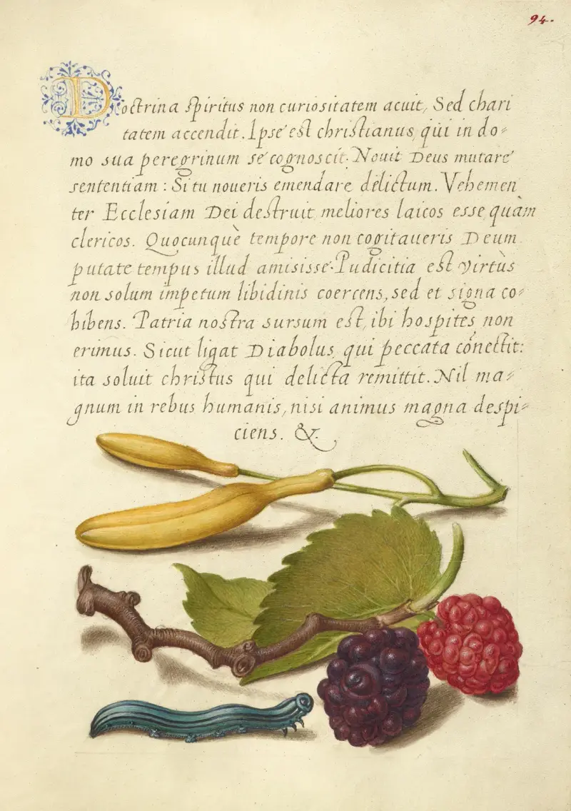 Hyacint, svart mullbär och larv av Joris Hoefnagel