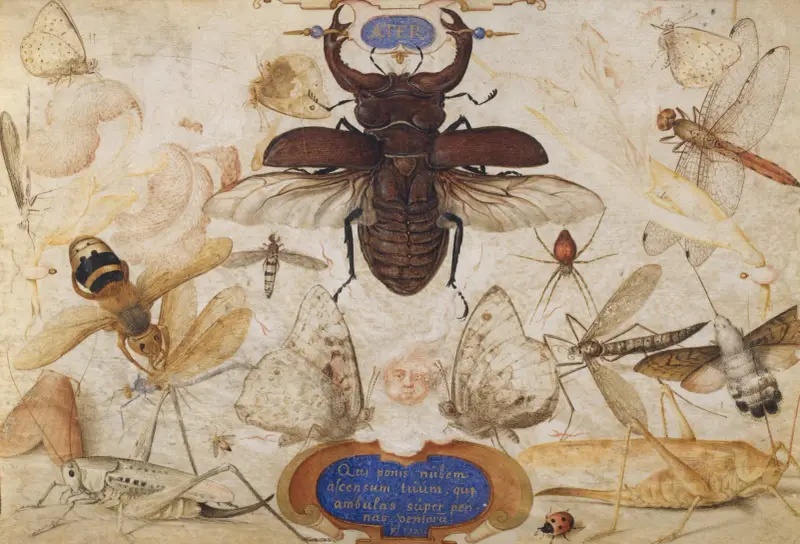 Insekter och ett vindgudshuvud av Joris Hoefnagel