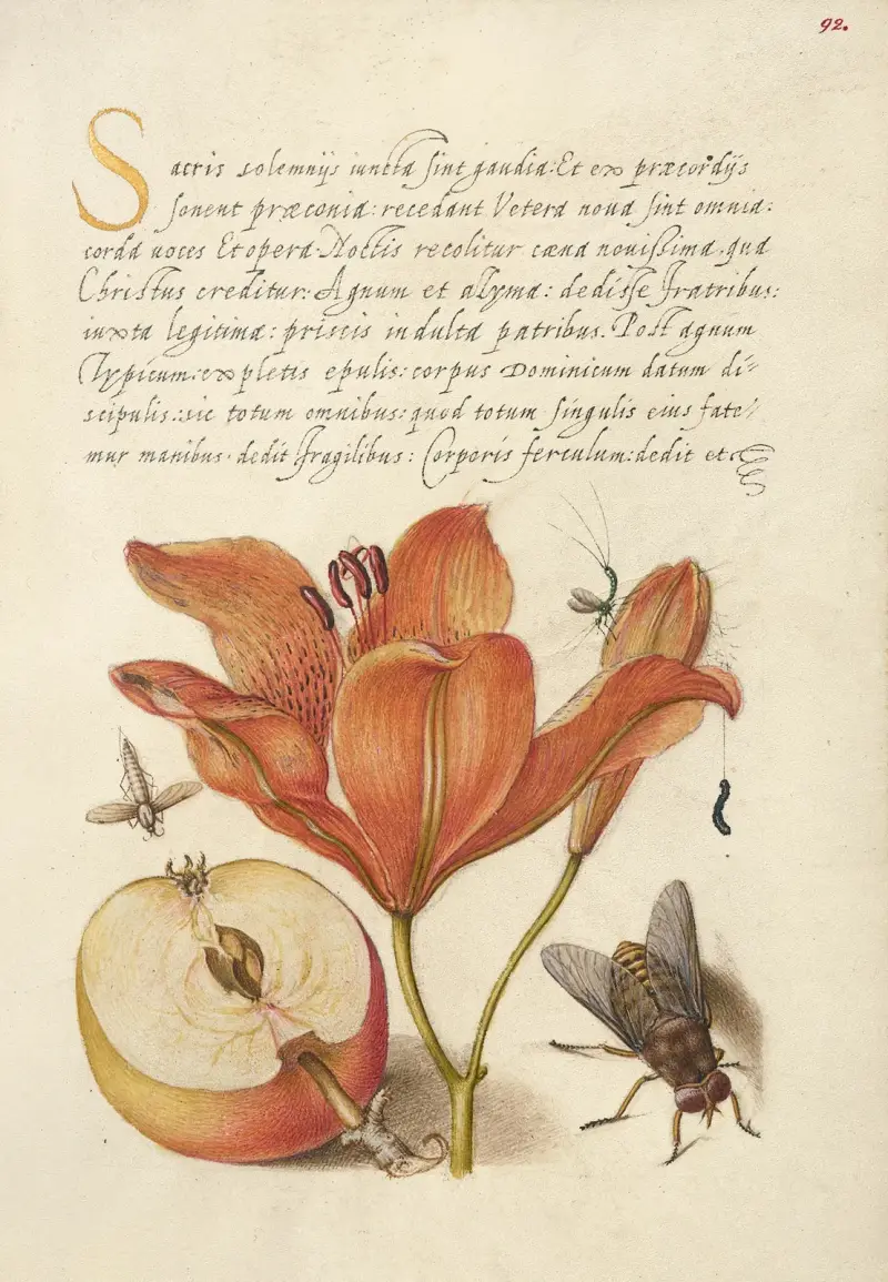 Insekter, orange lilja, larv, äpple och hästfluga av Joris Hoefnagel