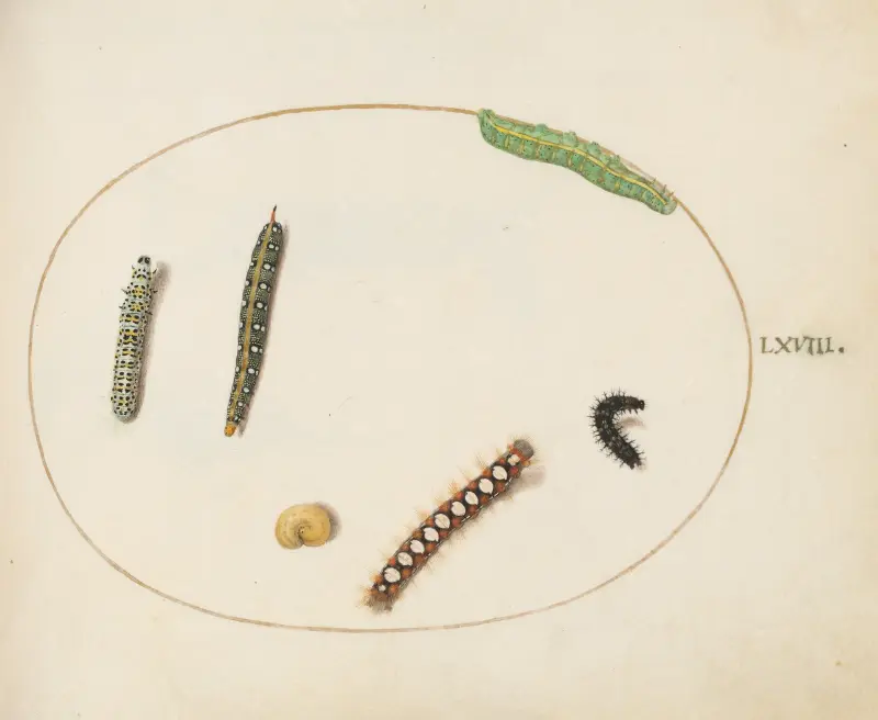 Leafy Spurge Hawkmoth Caterpillar, Mullein Moth Caterpillar, and Other Caterpillars av Joris Hoefnagel