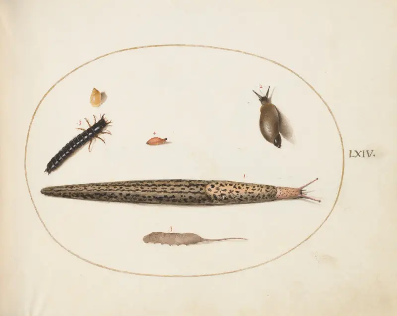 Leopard Slug, Ground Beetle Larva, a Rat-tailed Maggot, and Other Creatures av Joris Hoefnagel