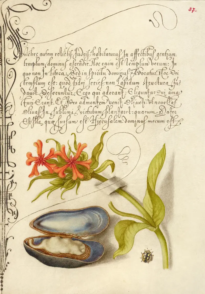 Maltese Cross, Mussel, and Ladybird av Joris Hoefnagel