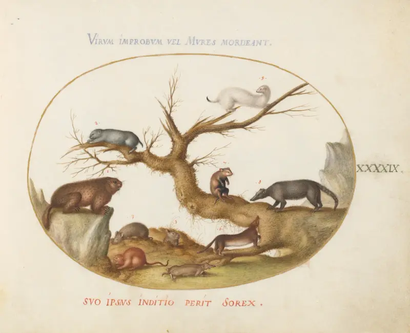 Marmot, Hamsters, Rat, Field Mouse, Shrew, and a Coatimundi av Joris Hoefnagel