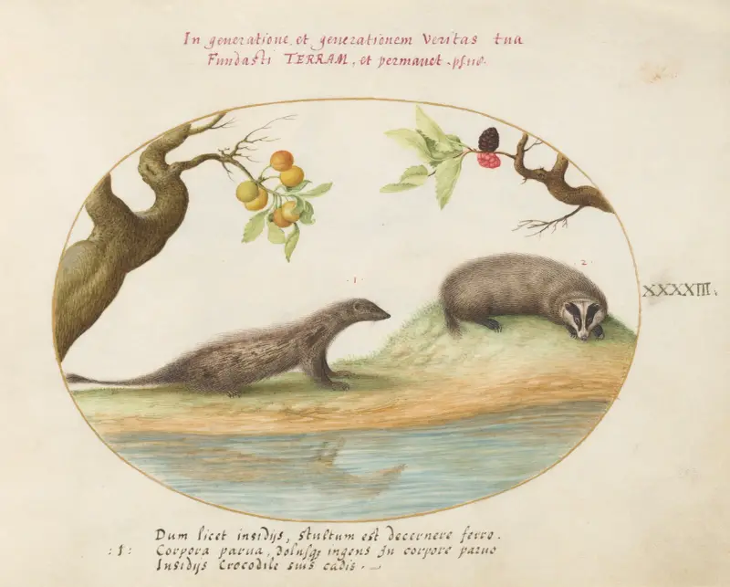 Mongoose and Badger with Fruit Trees av Joris Hoefnagel