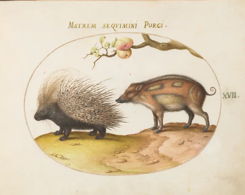 Jeżozwierz afrykański (Hystrix) i dzik, Joris Hoefnagel