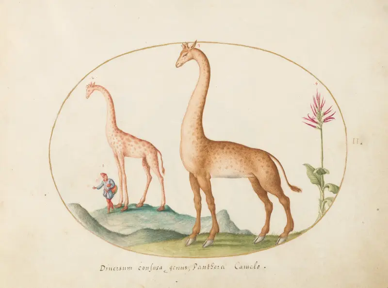 Zwei Giraffen mit Wärter von Joris Hoefnagel