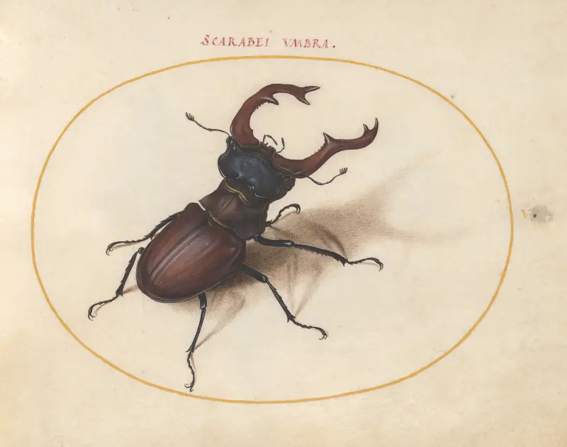 Blad 05; Ekoxe av Joris Hoefnagel