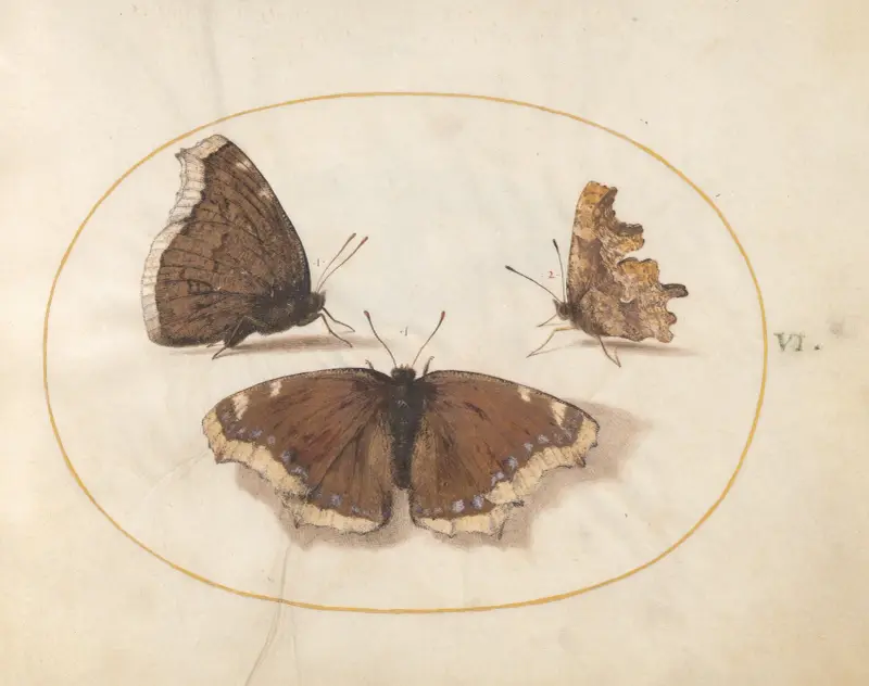Plate 06; Two Views of a Mourning Cloak (Camberwell Beauty) Butterfly with a Comma Butterfly av Joris Hoefnagel