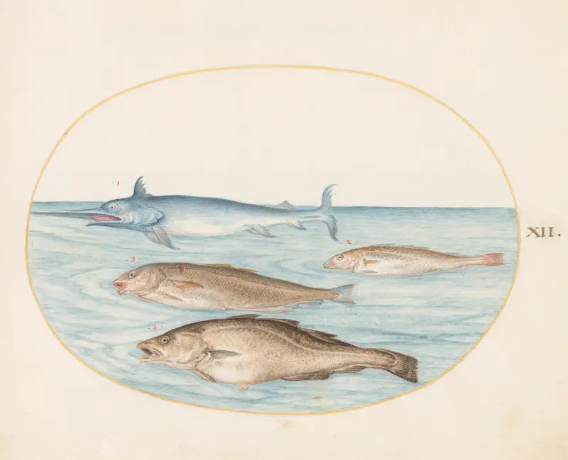 Plansch 12; En svärdfisk och tre andra fiskar av Joris Hoefnagel