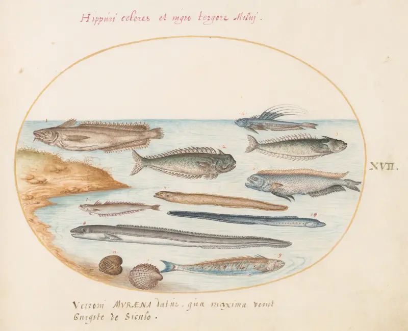 Blad 17; Torsk, fjärsing, ål och andra fiskar av Joris Hoefnagel