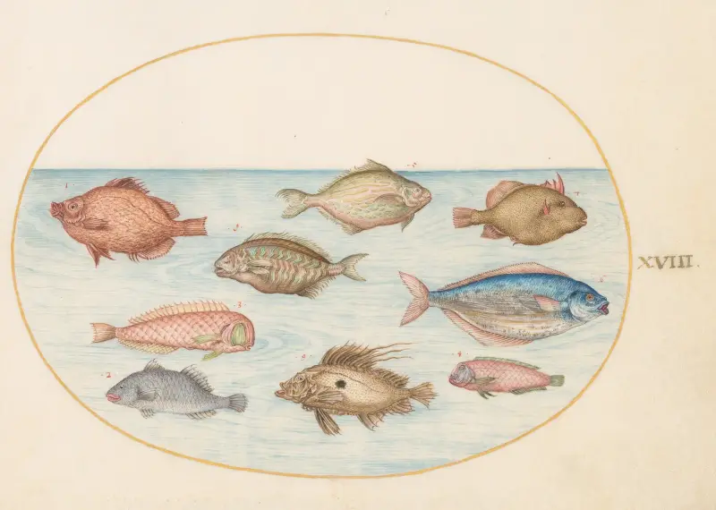 Plate 18; Boarfish, Razorfish, Butterfish, a John Dory, and Other Fish av Joris Hoefnagel