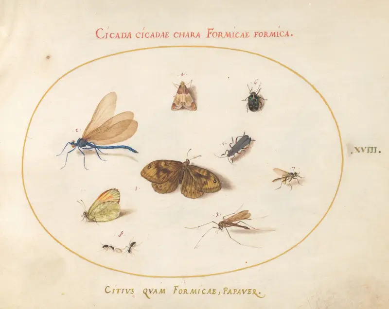 Plate 18; Two Butterflies and a Moth with a Damselfly, Two Ants, and Four Other Insects av Joris Hoefnagel