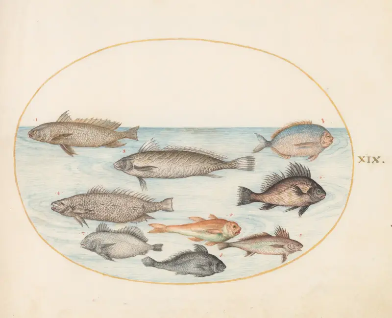 Plate 19; A Damselfish and Other Fish, Including Two ‘Coracinis’ av Joris Hoefnagel