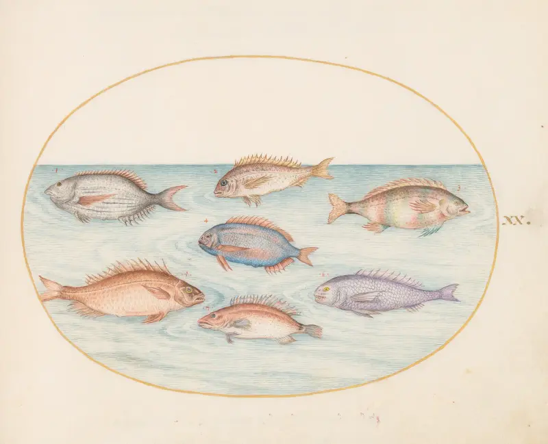 Plate 20; Sea Bream, Dentex, Sargo, and Other Fish av Joris Hoefnagel