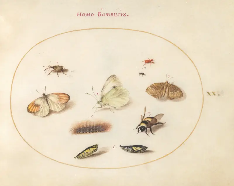 Plate 20; Three Butterflies, a Caterpillar, a Bee, Two Chrysalides, and Three Weevils av Joris Hoefnagel