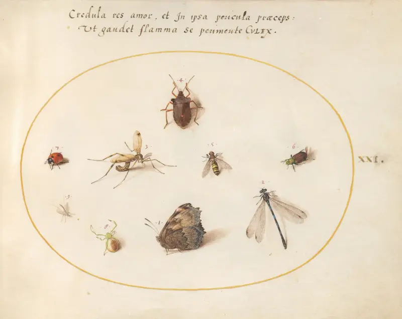 Blad 21; En fjäril med trollslända, nyckelpiga och fem andra insekter av Joris Hoefnagel