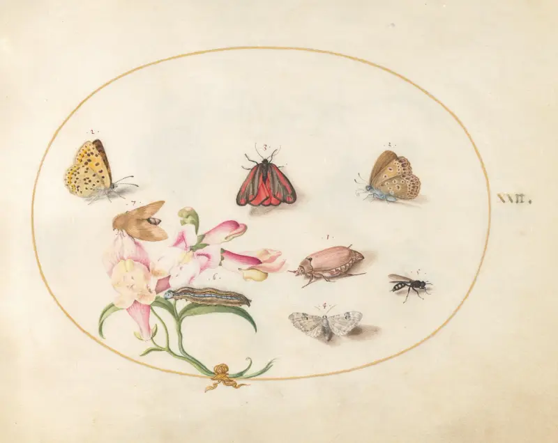 Plansch 22; En blodspinnare och en ollonborre med fjärilar, andra insekter och en lejongap av Joris Hoefnagel