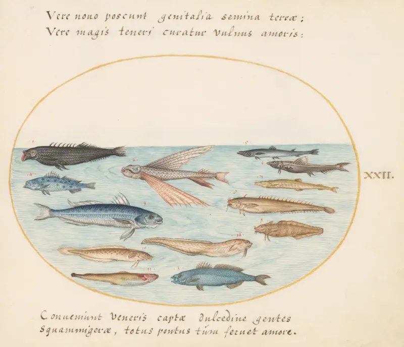 Plansch 22; Mulle, flygfisk, ålar och andra fiskar av Joris Hoefnagel