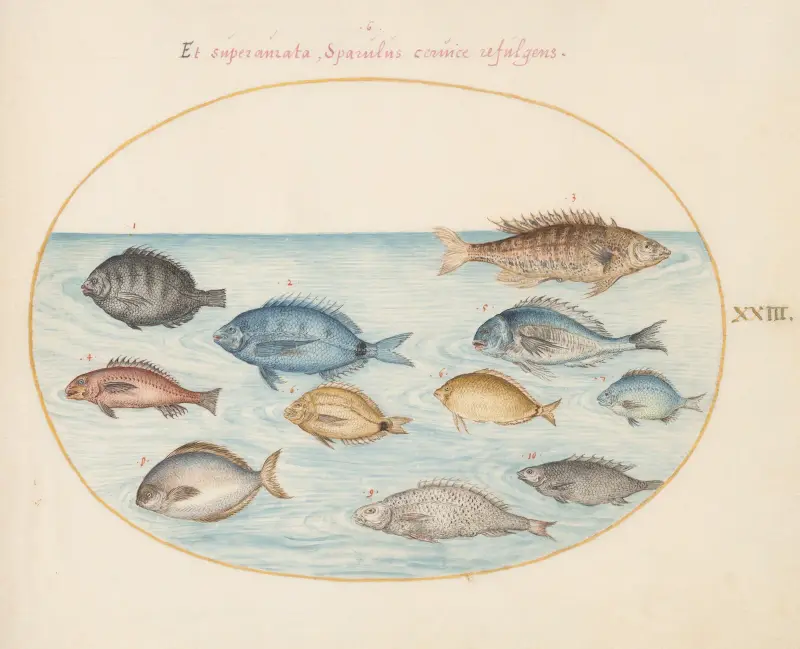 Blad 23; Braxen och andra fiskar av Joris Hoefnagel