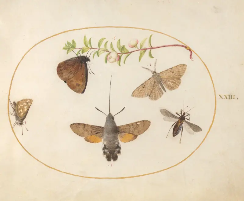 Blad 23; humlekolibri, fjärilar och andra insekter kring en snöbärskvist av Joris Hoefnagel