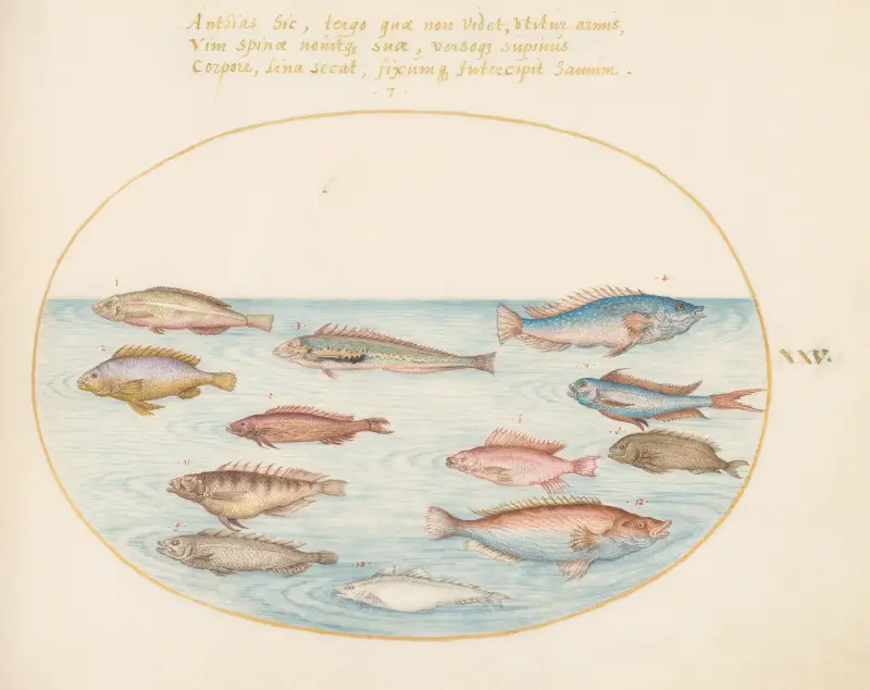 Tavla 25: Medelhavsläppfisk, andra läppfiskar, en havsabborre, flera antias och andra fiskar av Joris Hoefnagel